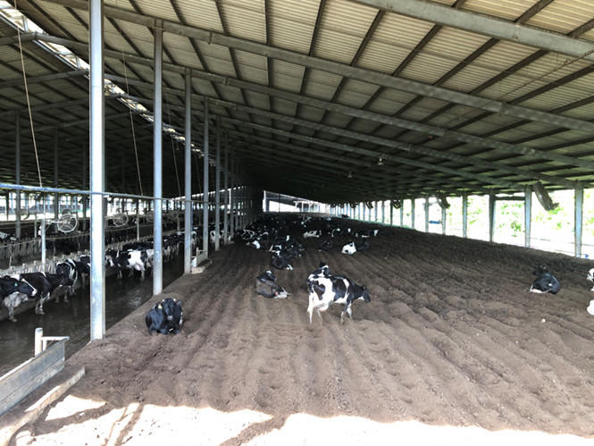 TH true MILK tiên phong nhân giống đàn bò theo phương pháp chọn lọc tự nhiên để sản xuất sữa A2