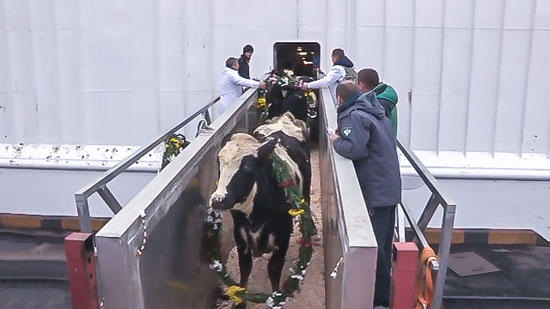 Đàn bò sữa đầu tiên nhập khẩu từ Mỹ của Tập đoàn TH cập cảng tại Nga