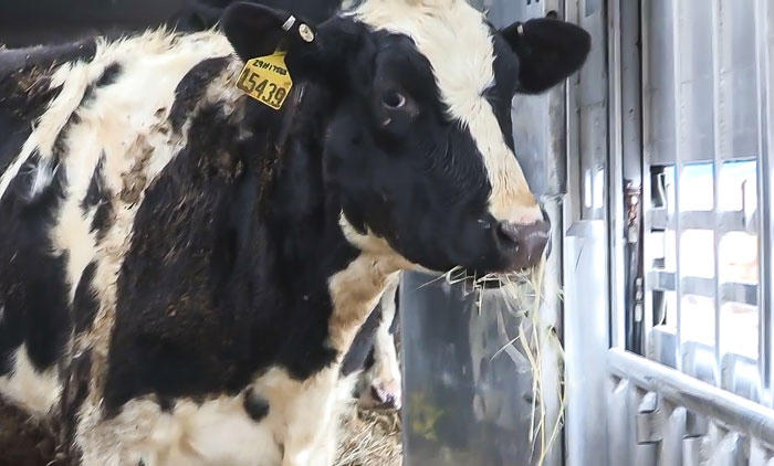 Đàn bò sữa đầu tiên nhập khẩu từ Mỹ của Tập đoàn TH cập cảng tại Nga