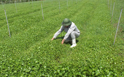 tap doan th - tien phong organic vi suc khoe cong dong hinh anh 6