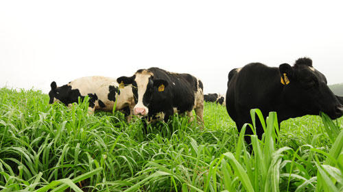 tap doan th - tien phong organic vi suc khoe cong dong hinh anh 4