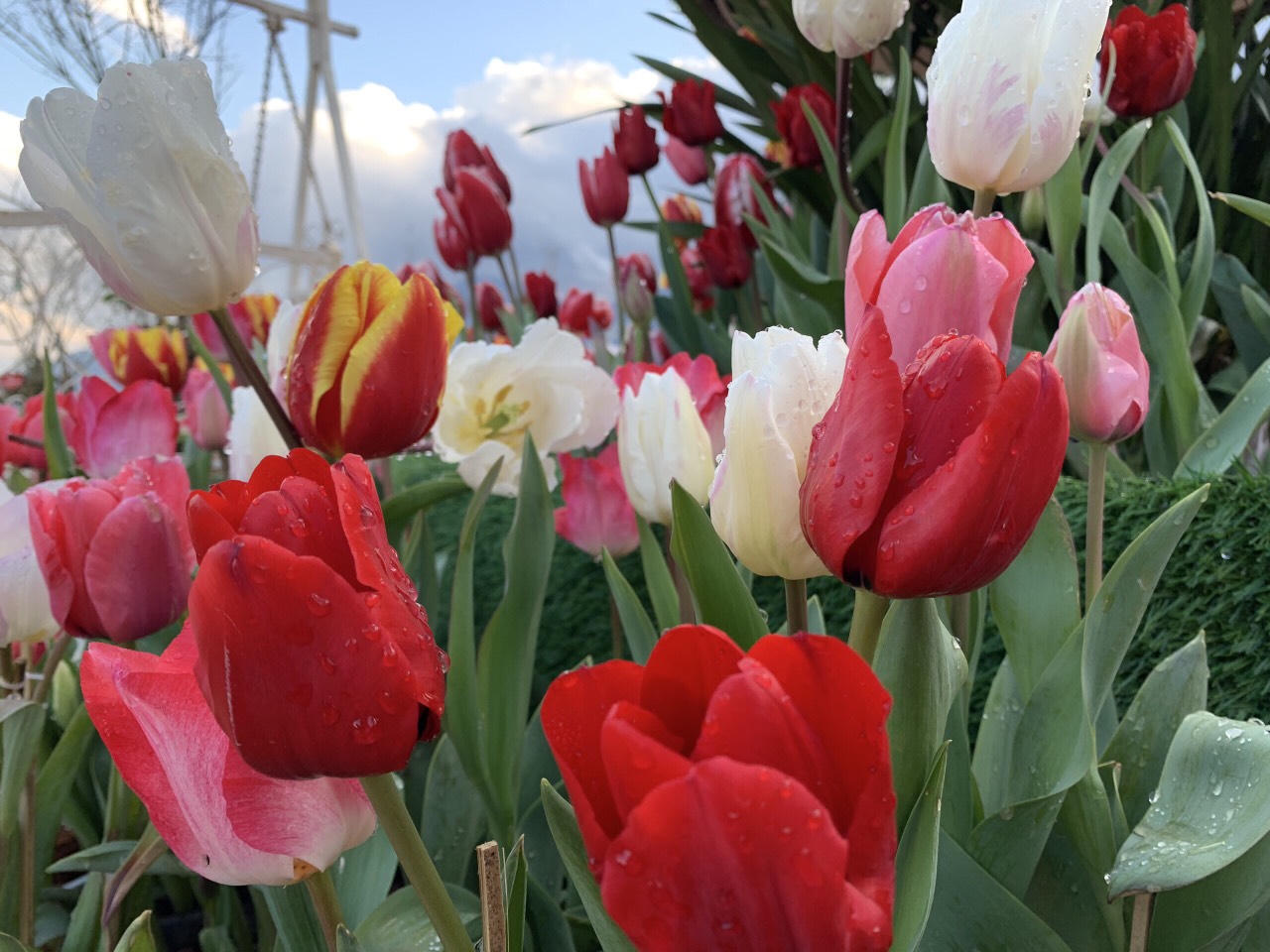 Nhiều hoạt động tâm linh ý nghĩa tại Hội xuân Mở cổng trời và Lễ hội khèn hoa Fansipan