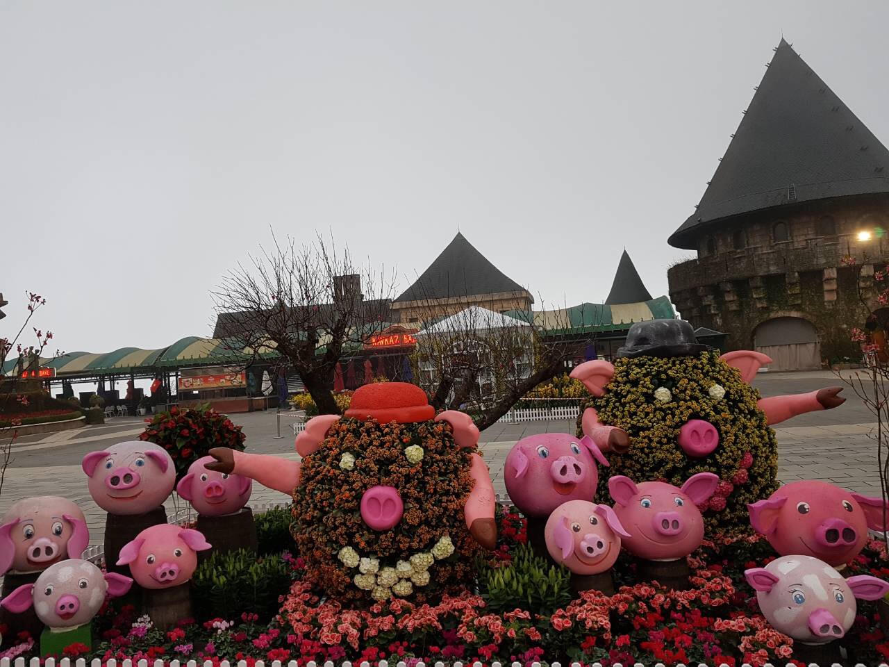 Lên Bà Nà Tết Kỷ Hợi, ngắm đàn heo dễ thương chưa từng thấy