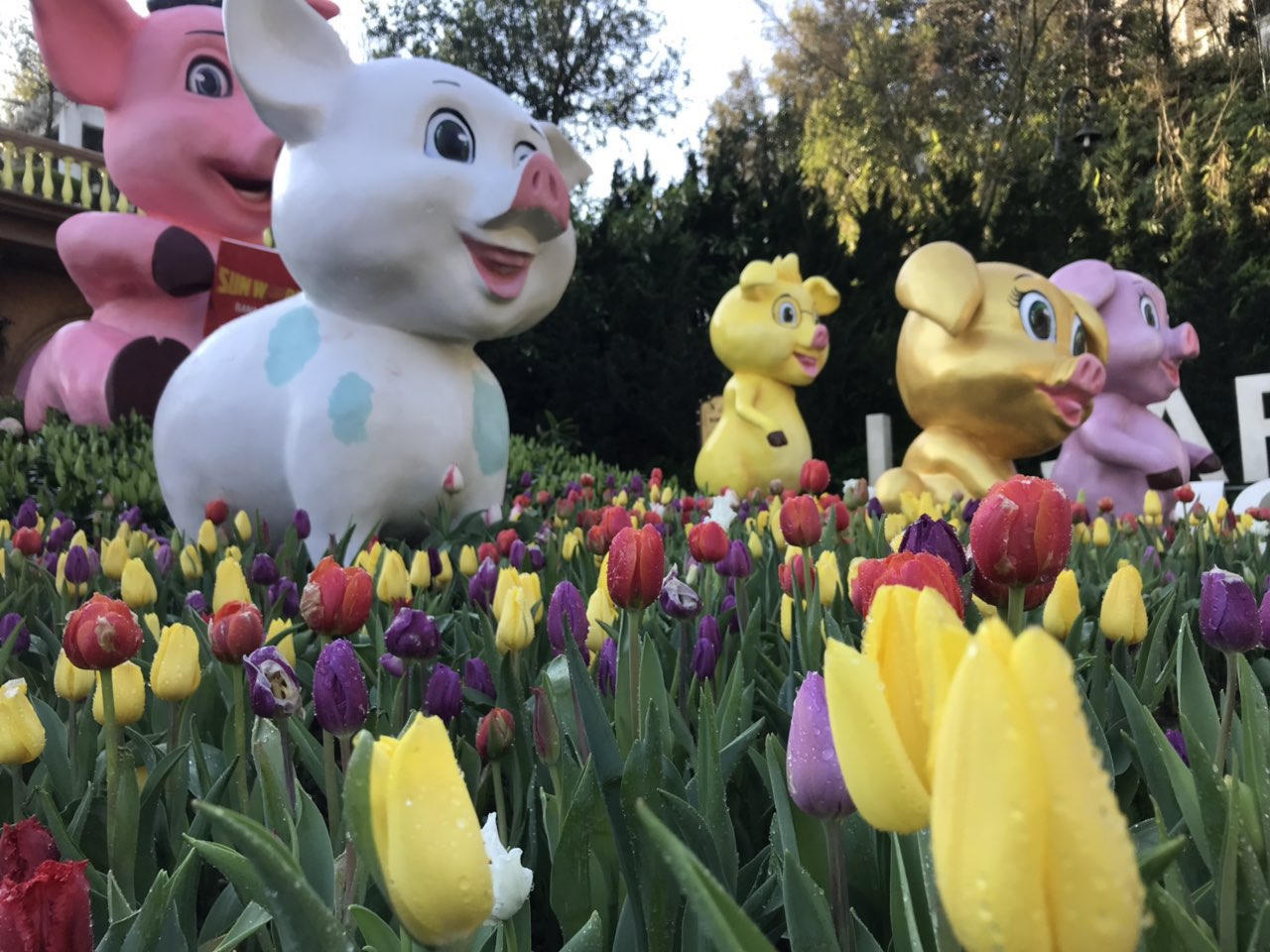 Lên Bà Nà Tết Kỷ Hợi, ngắm đàn heo dễ thương chưa từng thấy