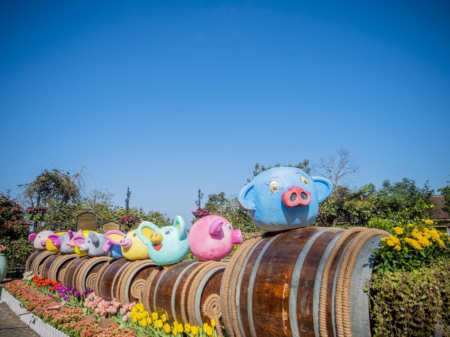 Lên Bà Nà Tết Kỷ Hợi, ngắm đàn heo dễ thương chưa từng thấy