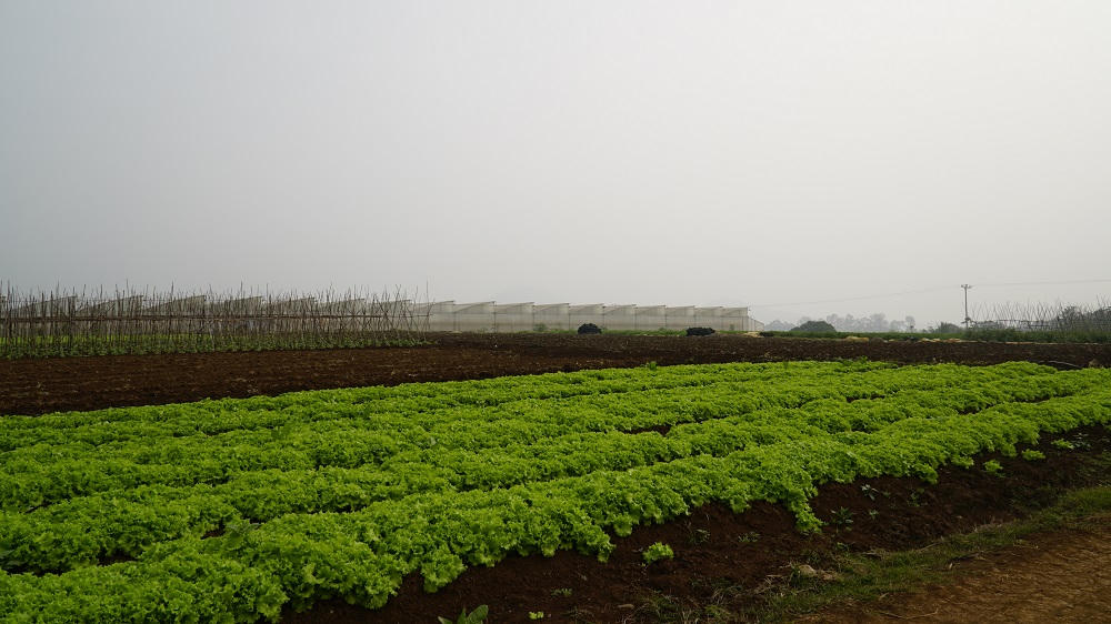 Một ngày ở trang trại rau truy xuất nguồn gốc đa nền tảng đầu tiên ở Việt Nam 