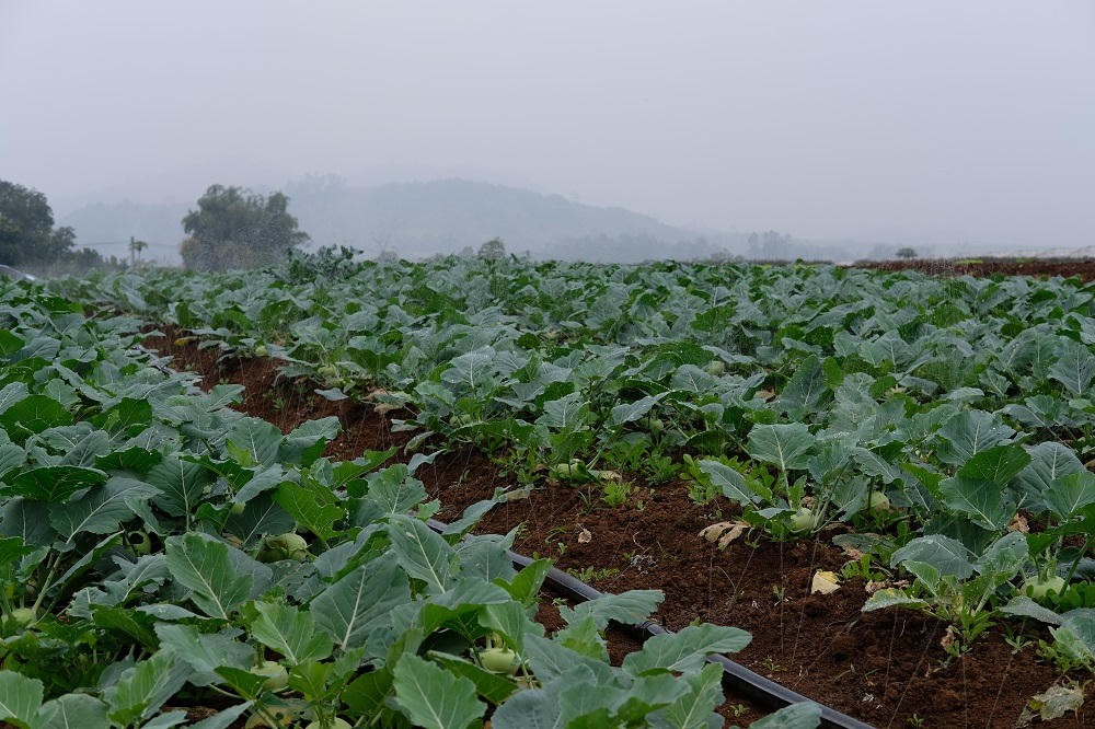 Một ngày ở trang trại rau truy xuất nguồn gốc đa nền tảng đầu tiên ở Việt Nam 