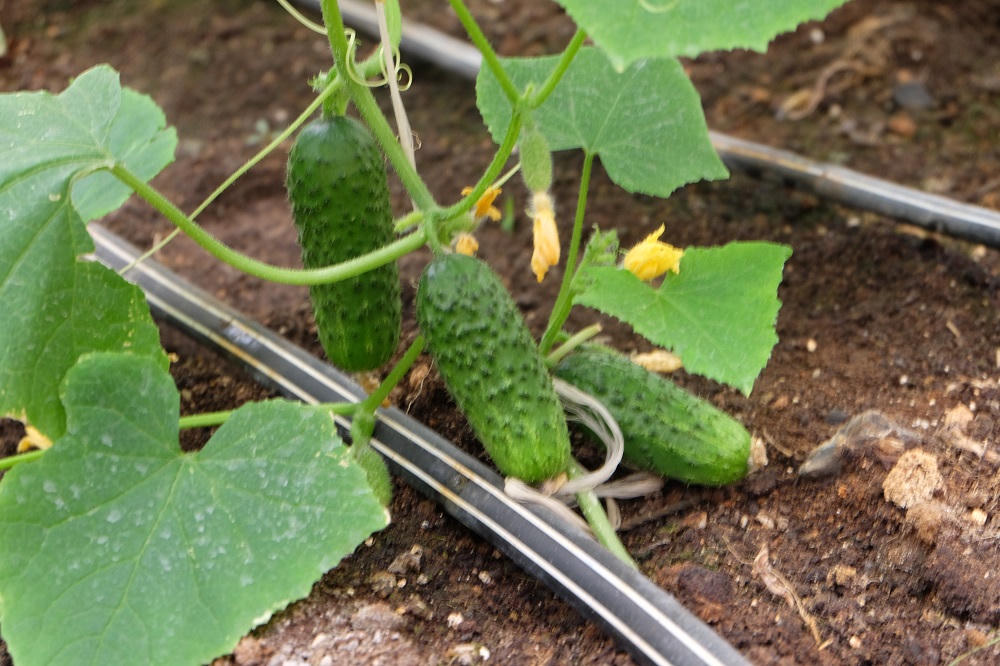 Một ngày ở trang trại rau truy xuất nguồn gốc đa nền tảng đầu tiên ở Việt Nam 