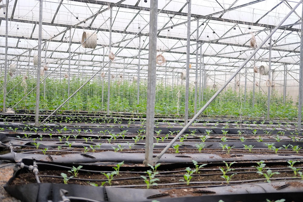 Một ngày ở trang trại rau truy xuất nguồn gốc đa nền tảng đầu tiên ở Việt Nam 