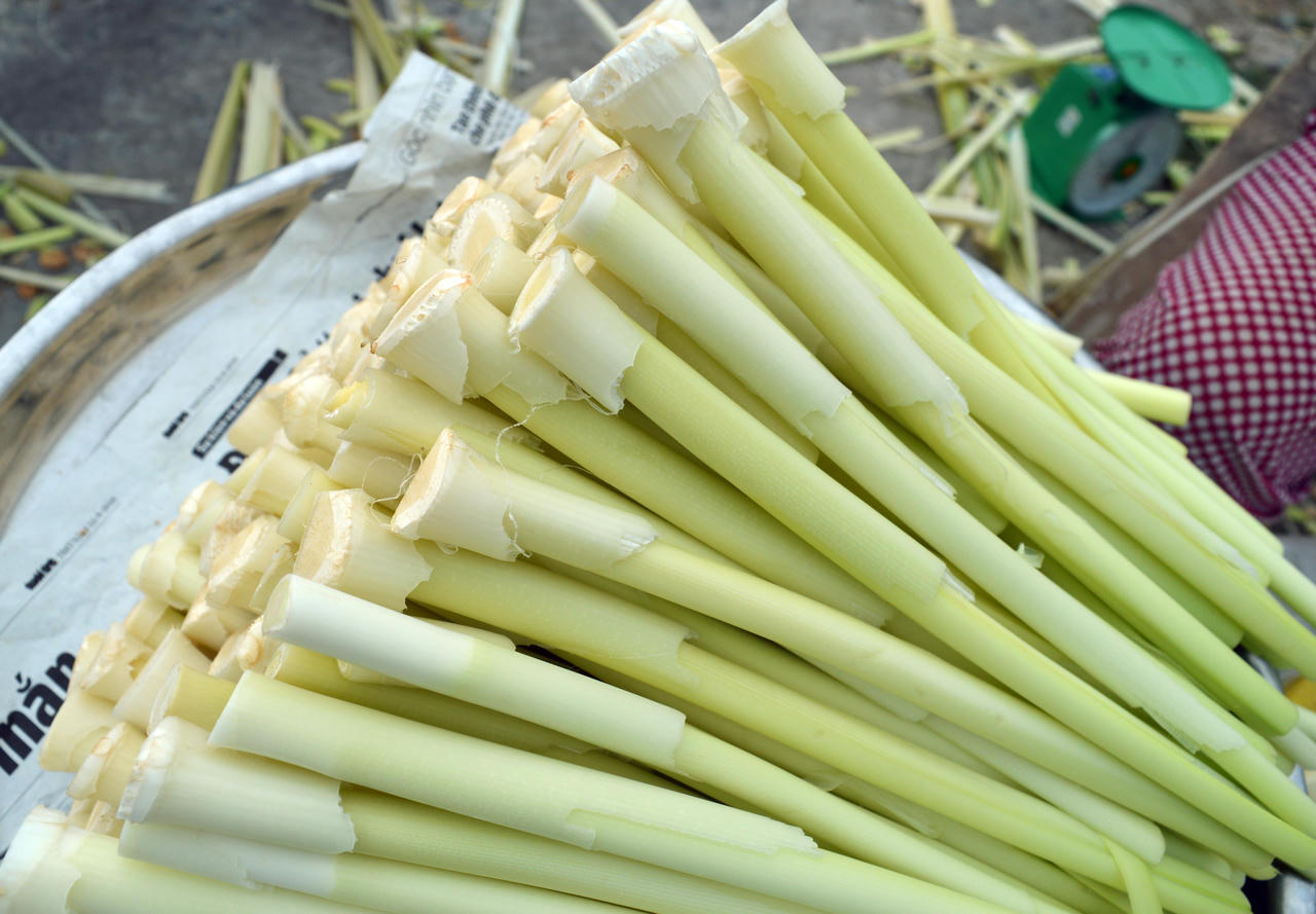 Chuyện ít biết về ruộng bồn bồn giữa lòng thành phố