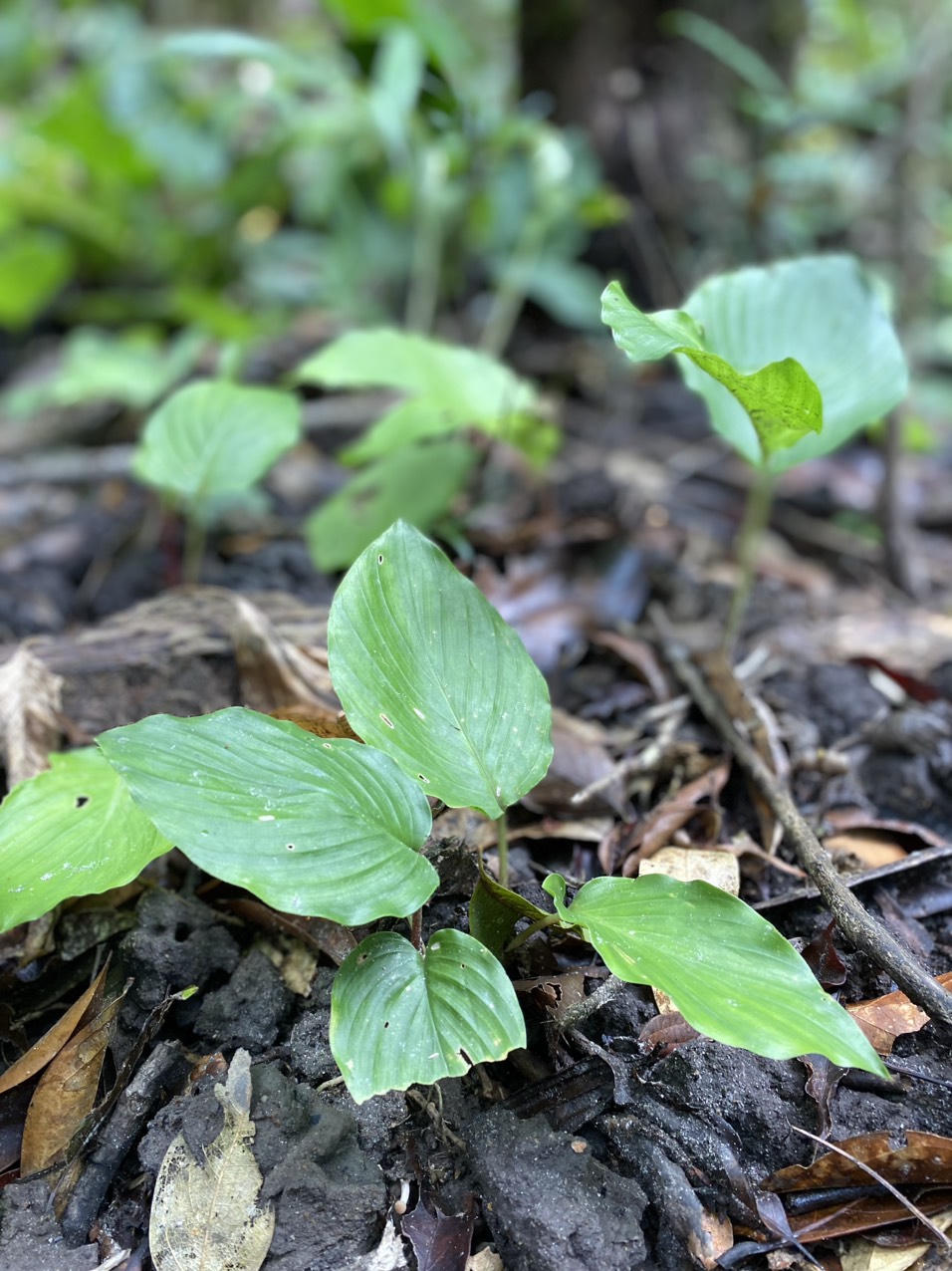Trương Cảm - Người kiểm lâm mẫn cán của đại ngàn Bạch Mã