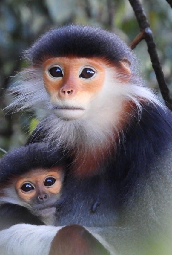 Trương Cảm - Người kiểm lâm mẫn cán của đại ngàn Bạch Mã