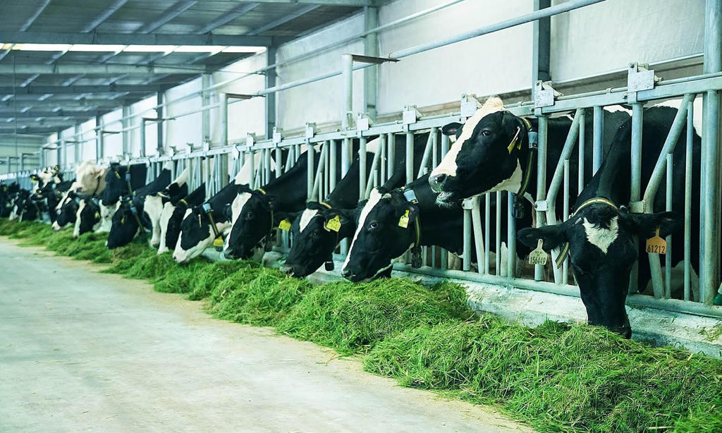 Viện trưởng Nguyễn Văn Hội: “3 chiến lược phát triển ngành thép, sữa và ô tô đang chờ Chính phủ phê duyệt”