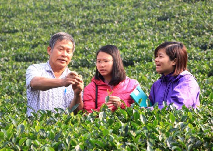 Xây dựng nhãn hiệu chè Phú Thọ, khẳng định vị thế trên thị trường