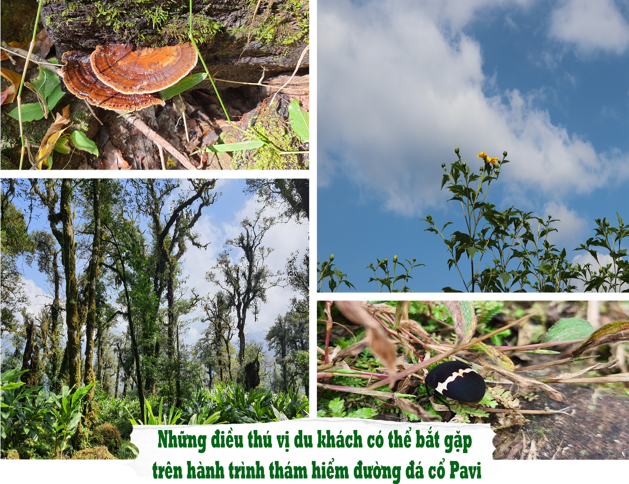 Đường đá cổ Pavi huyền thoại: Trầm tích giữa rừng thẳm