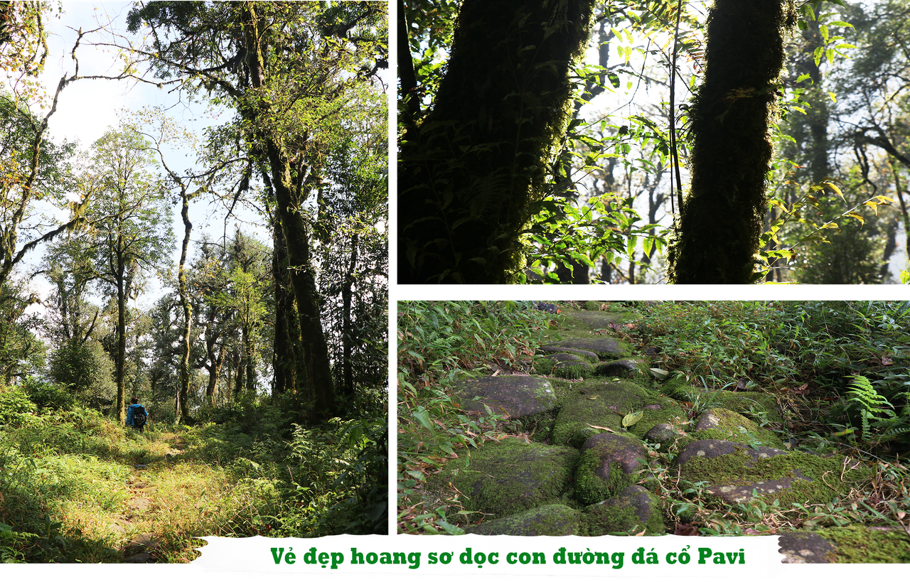 Đường đá cổ Pavi huyền thoại: Trầm tích giữa rừng thẳm