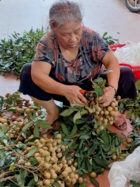 Người dân Hưng Yên mong mỏi tìm đầu ra cho nhãn lồng mùa dịch