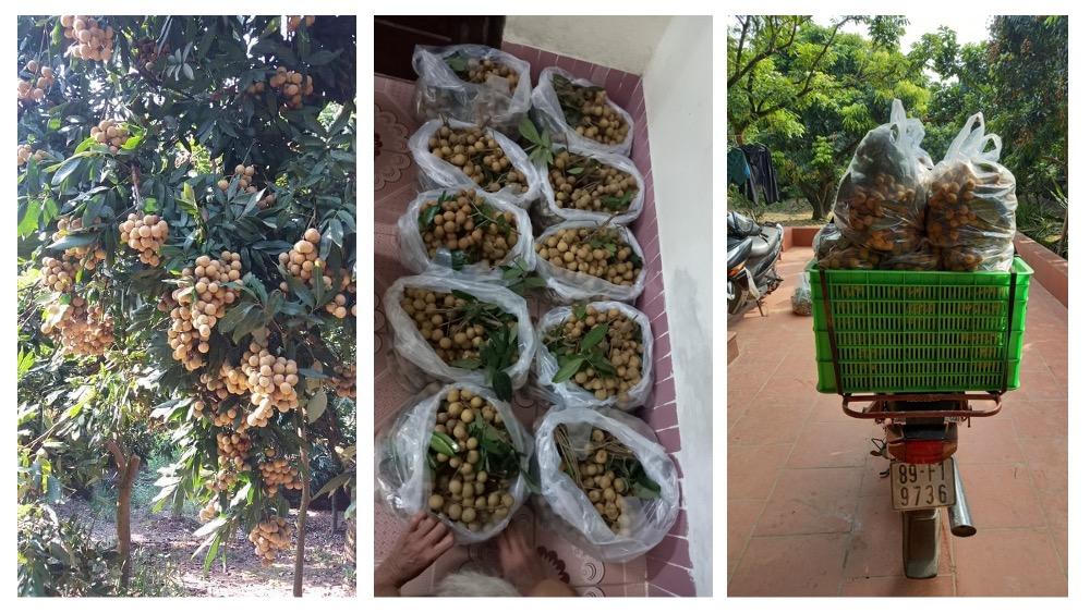 Người dân Hưng Yên mong mỏi tìm đầu ra cho nhãn lồng mùa dịch