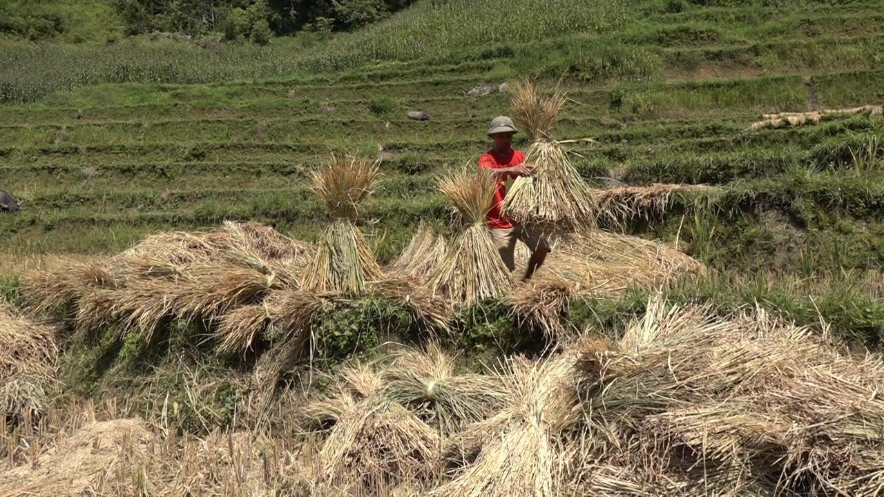 Giữ lửa nghề làm giấy bản của người Dao