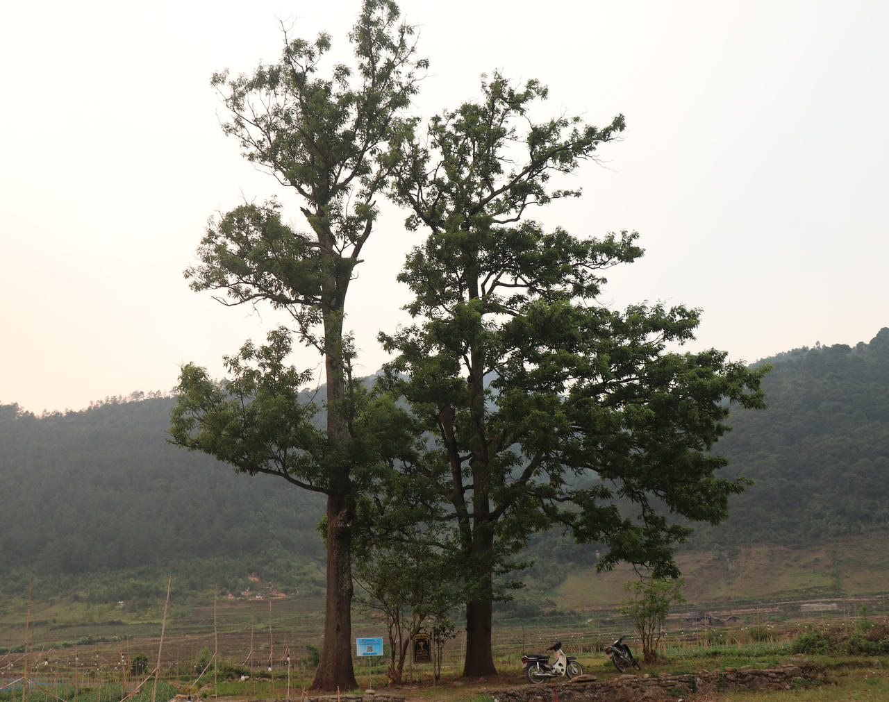 Về “miền cổ tích” Ngọc Chiến nghe chuyện về 7 cây di sản Việt Nam 