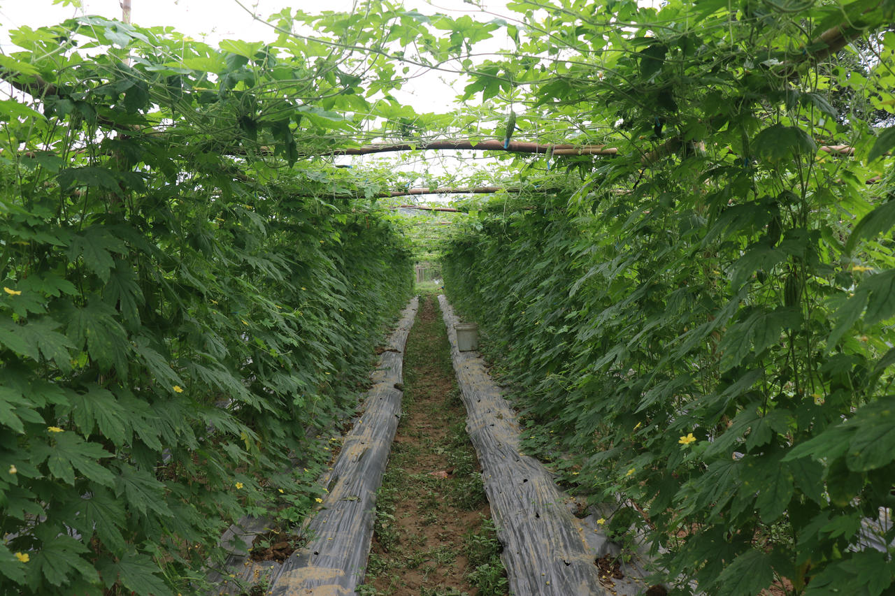 Bỏ phố về quê, chàng trai người Mường góp phần thay đổi diện mạo xã nghèo 