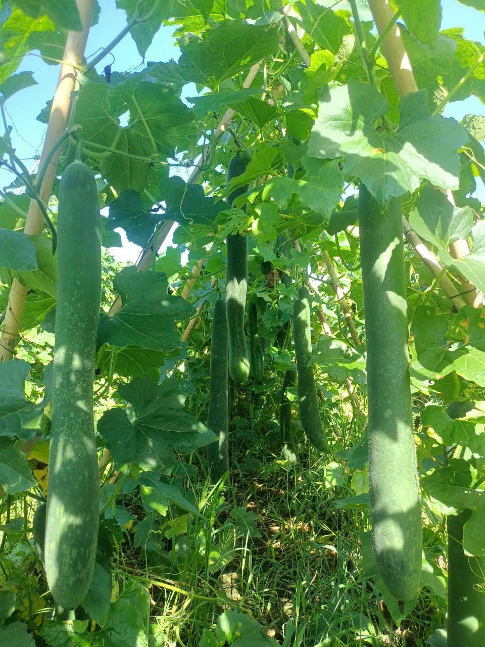 Bỏ phố về quê, chàng trai người Mường góp phần thay đổi diện mạo xã nghèo 