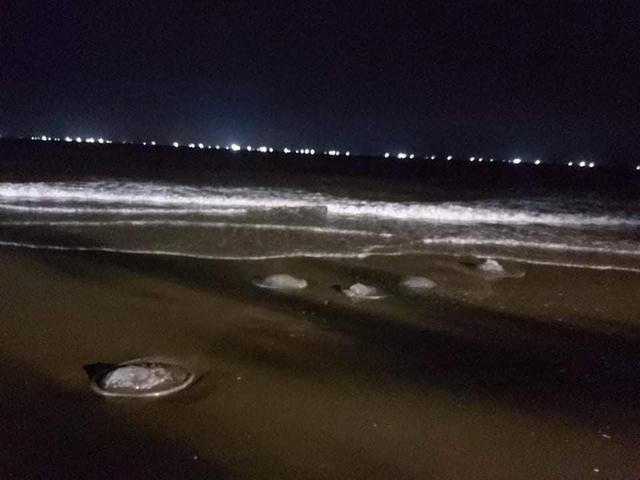 Đi tắm biển, bé trai bị sứa "tấn công"