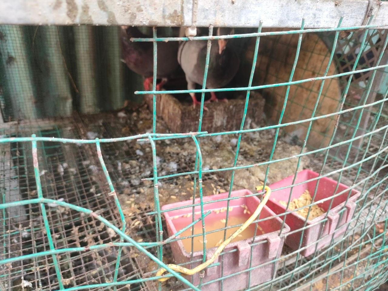 Cận cảnh nơi phát sinh mầm bệnh sốt xuất huyết nhà nào cũng có