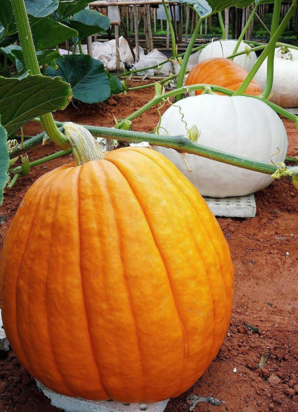 Trái cây Việt tiền triệu