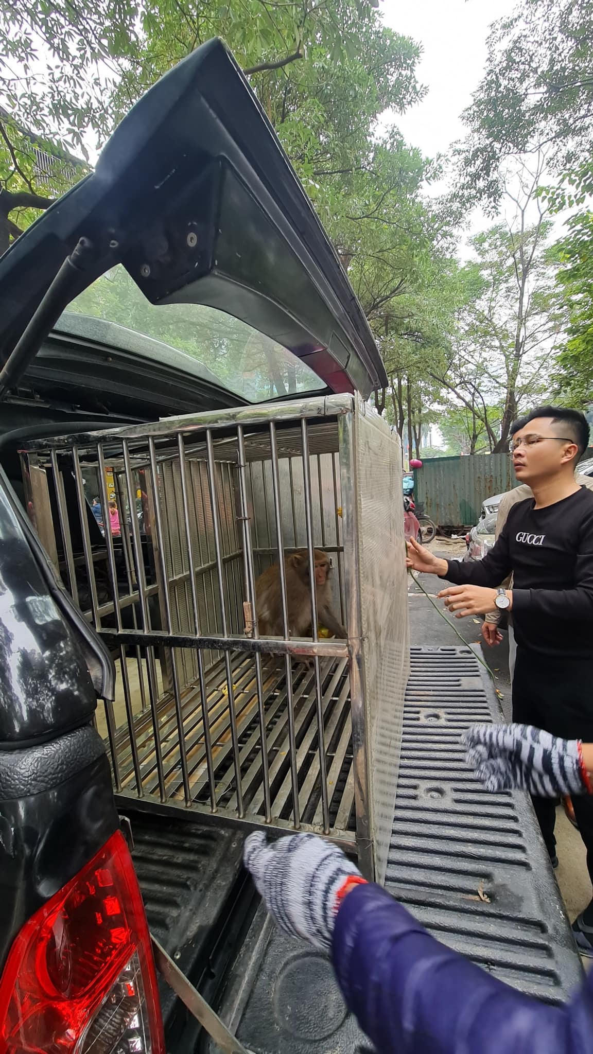 Đã bắt được khỉ hoang quậy phá người ở Hà Nội