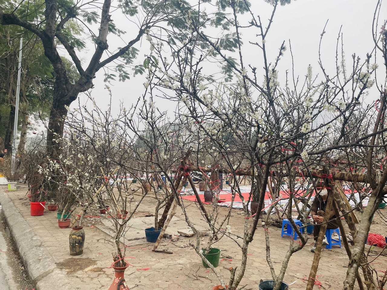 Đào xuân cuối vụ xuống phố dịp Rằm tháng Giêng