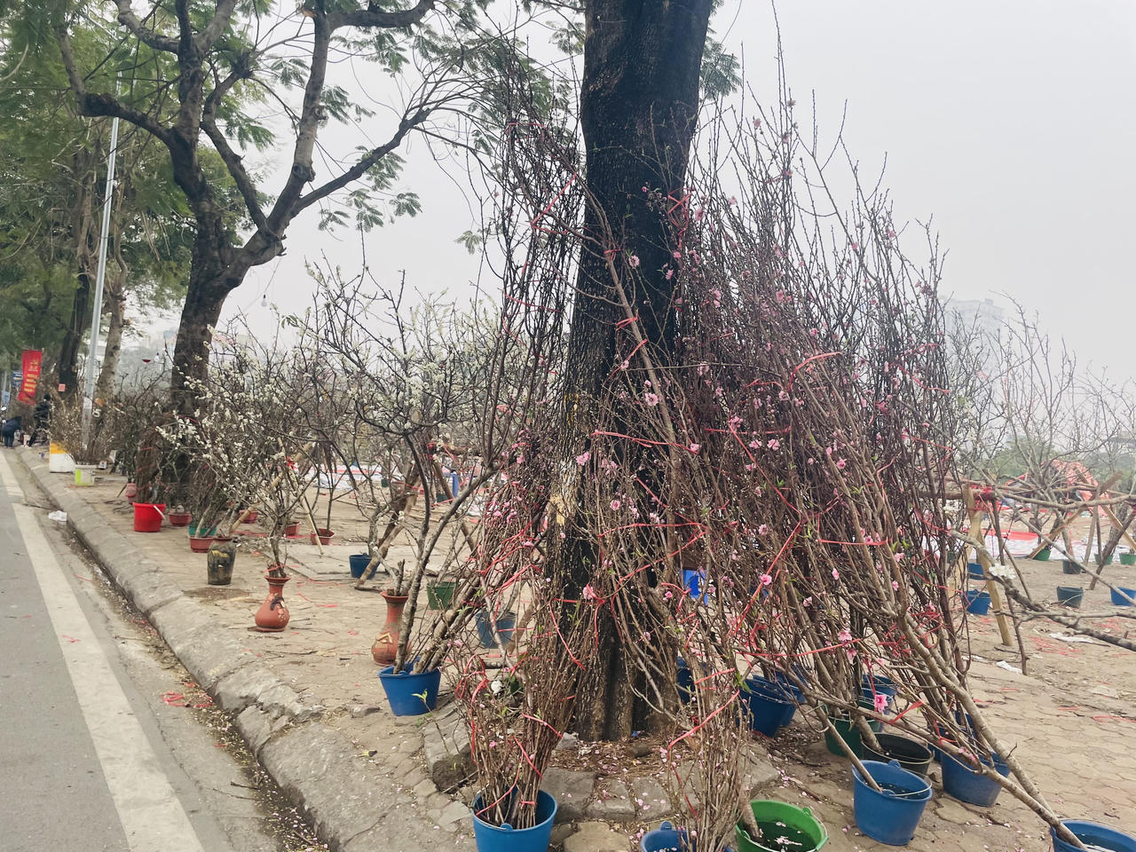 Đào xuân cuối vụ xuống phố dịp Rằm tháng Giêng