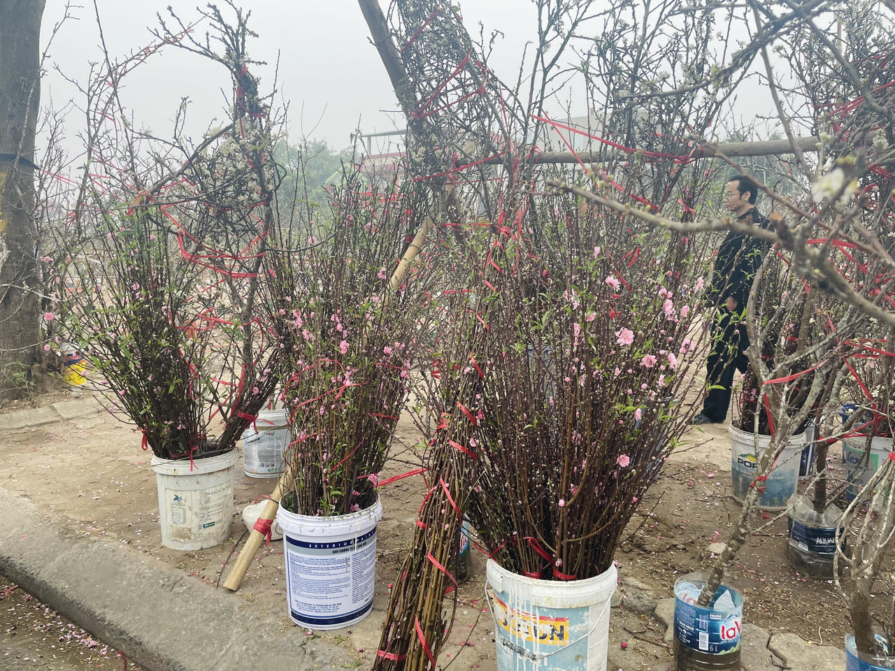 Đào xuân cuối vụ xuống phố dịp Rằm tháng Giêng