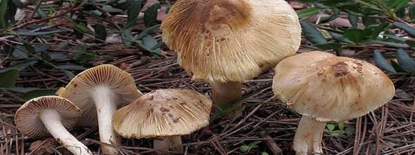 Gia đình ở Nghệ An bị ngộ độc, người dân cần cẩn trọng khi hái nấm ăn 