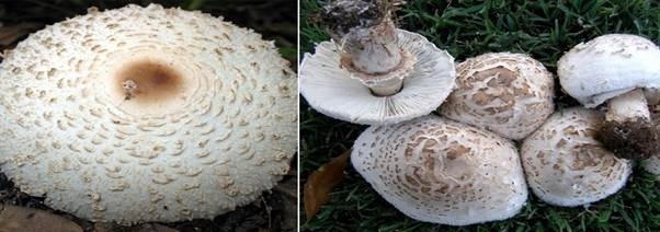 Gia đình ở Nghệ An bị ngộ độc, người dân cần cẩn trọng khi hái nấm ăn 