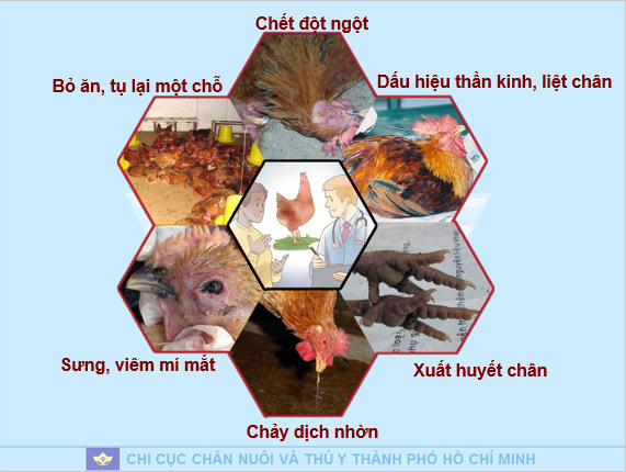Chưa ghi nhận ca cúm A H5N1, TP HCM cảnh báo nguy cơ xâm nhập từ chợ đầu mối