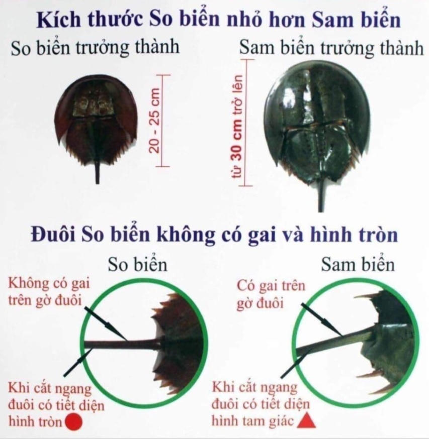 Người đàn ông Quảng Ninh ngừng tim sau 1 giờ ăn so biển