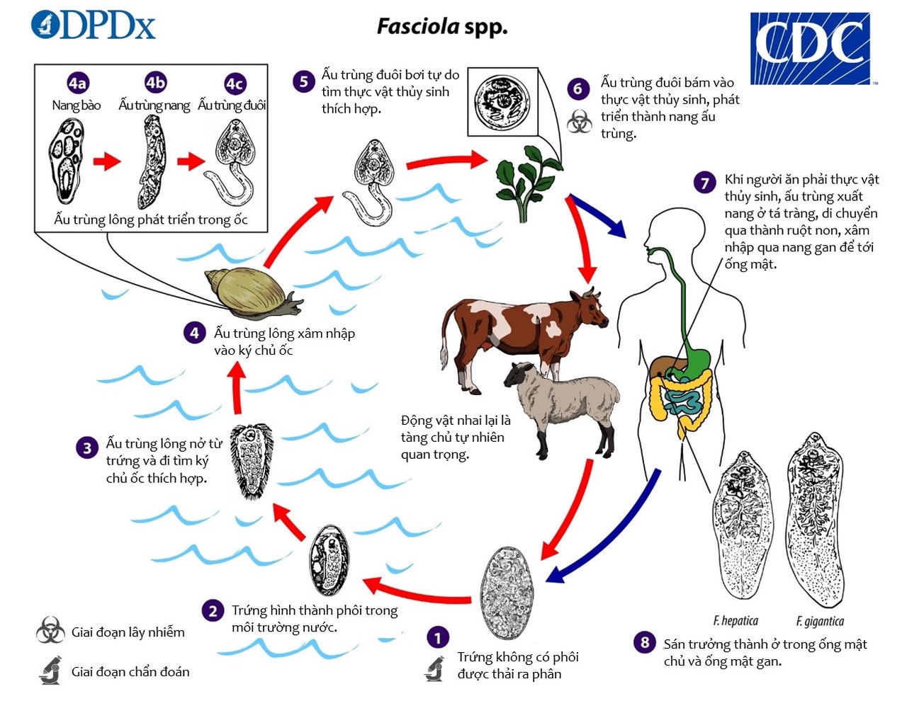 Hơn 170 người mắc sán lá gan lớn do thói quen ăn rau sống