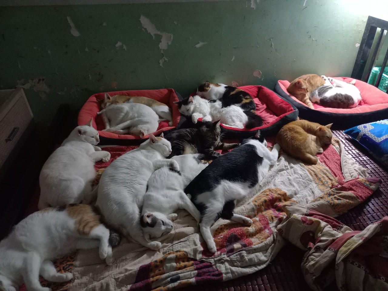 Những “ngôi nhà” an toàn cho chó, mèo