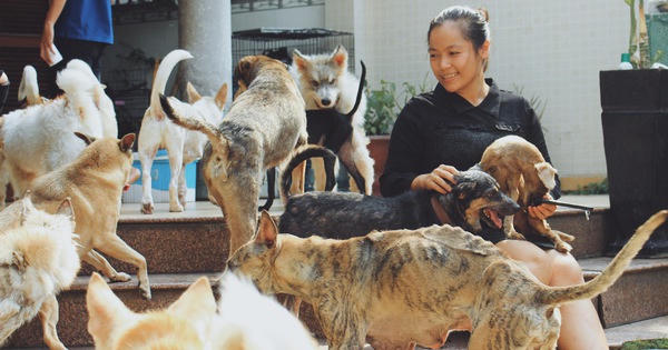 Những “ngôi nhà” an toàn cho chó, mèo