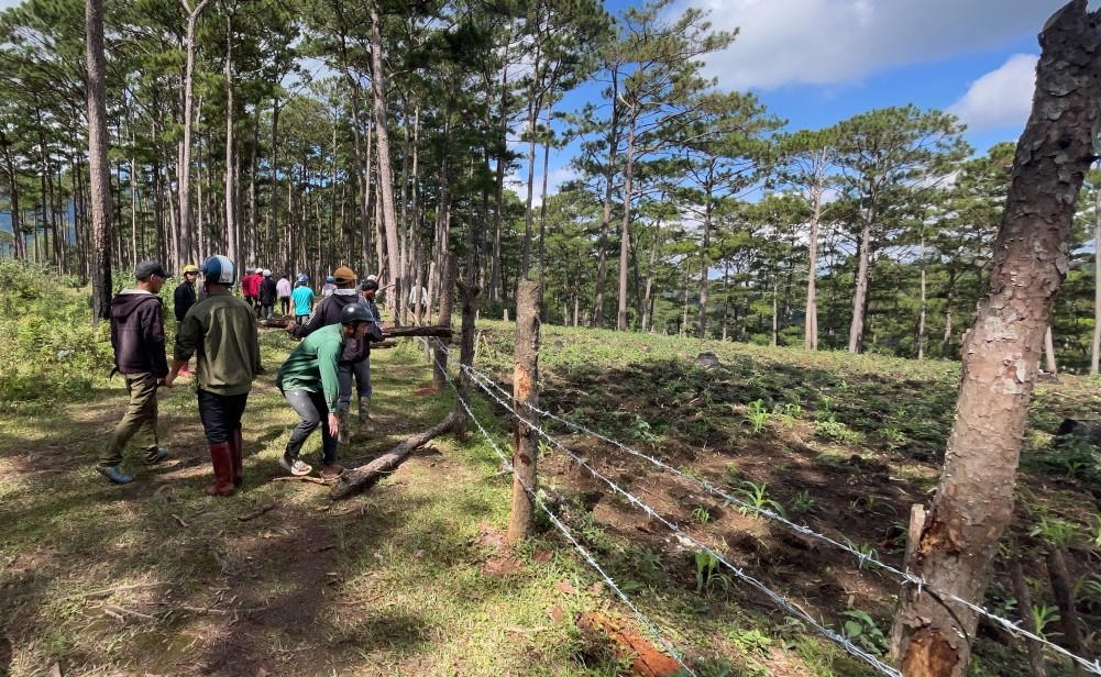  Nhức nhối vấn nạn phá rừng thông tại Lạc Dương