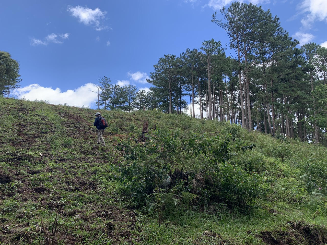  Nhức nhối vấn nạn phá rừng thông tại Lạc Dương