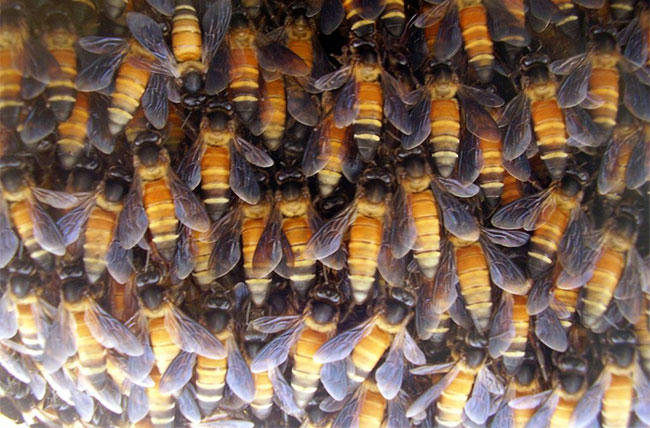 Nhận biết ong 'tử thần'