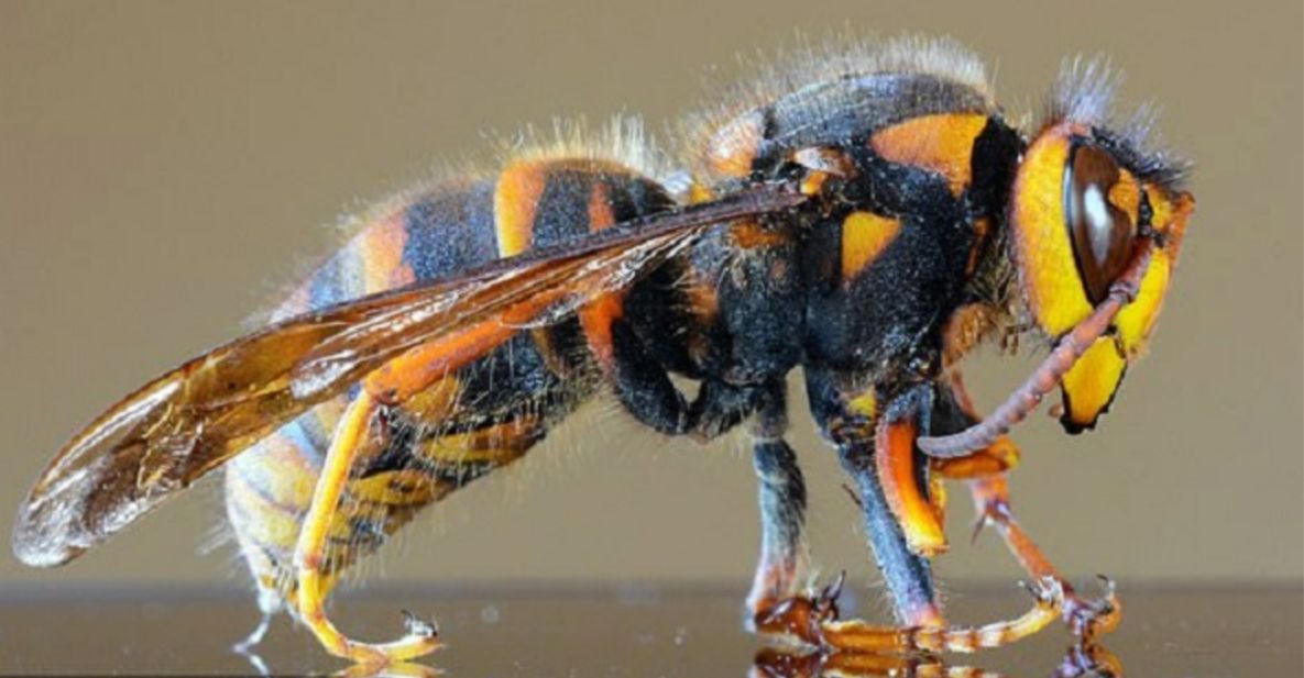 Nhận biết ong 'tử thần'