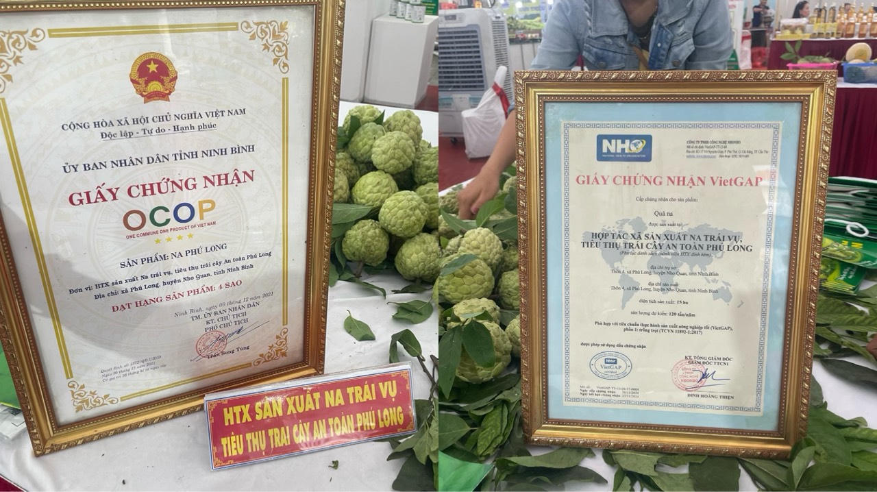 Biến đất cằn thành vùng trồng na 'hái ra tiền', nông dân Phú Long thu hàng trăm triệu mỗi năm