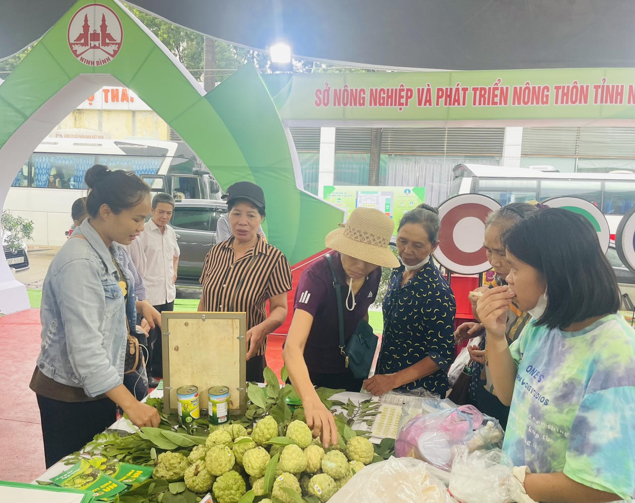 Biến đất cằn thành vùng trồng na 'hái ra tiền', nông dân Phú Long thu hàng trăm triệu mỗi năm