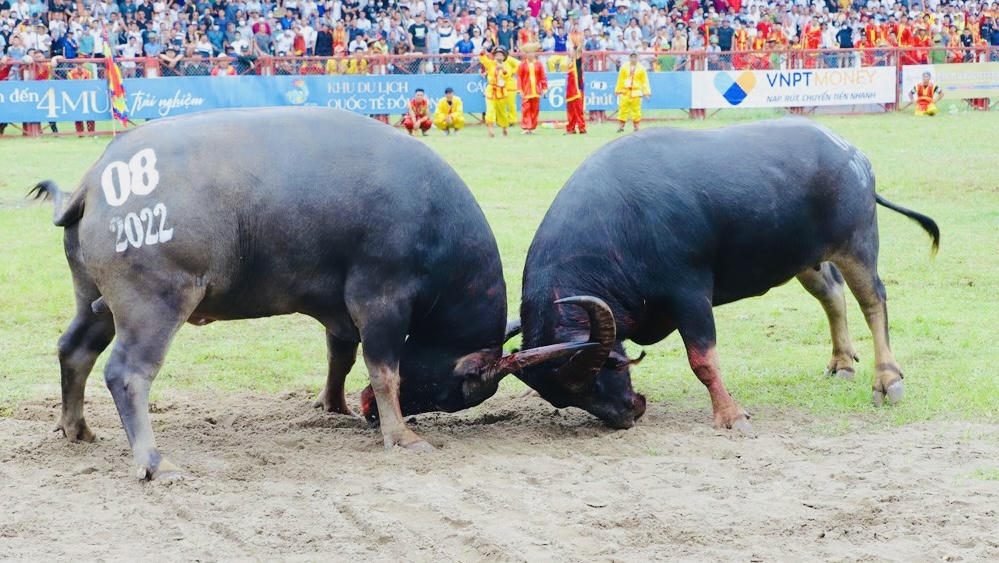 Lễ hội Chọi trâu - nét độc đáo của cư dân miền biển Hải Phòng