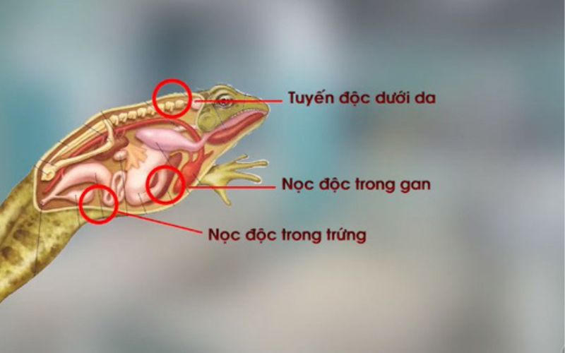 3 mẹ con nhập viện vì món ăn 'truyền miệng'