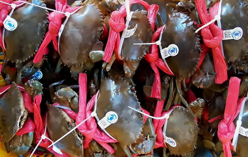  Về vùng Đất Mũi nghe bà con, chuyên gia chỉ cách chọn cua Cà Mau