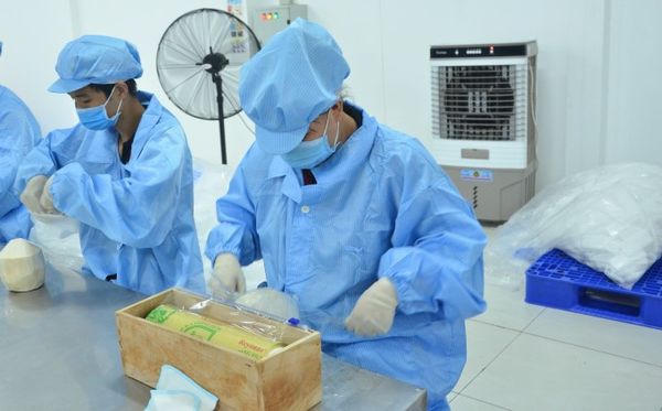 Xây dựng chuỗi giá trị ngành dừa sẵn sàng phục vụ xuất khẩu 